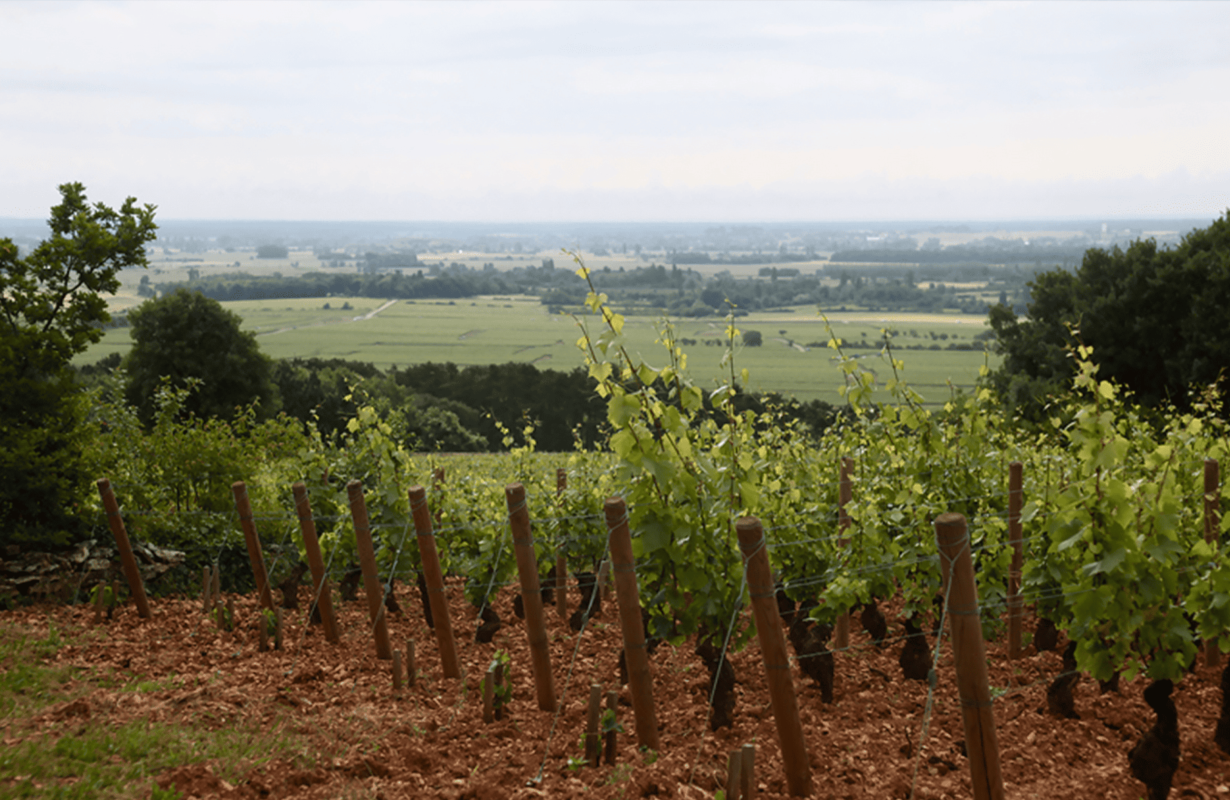 Domaine Etienne Sauzet