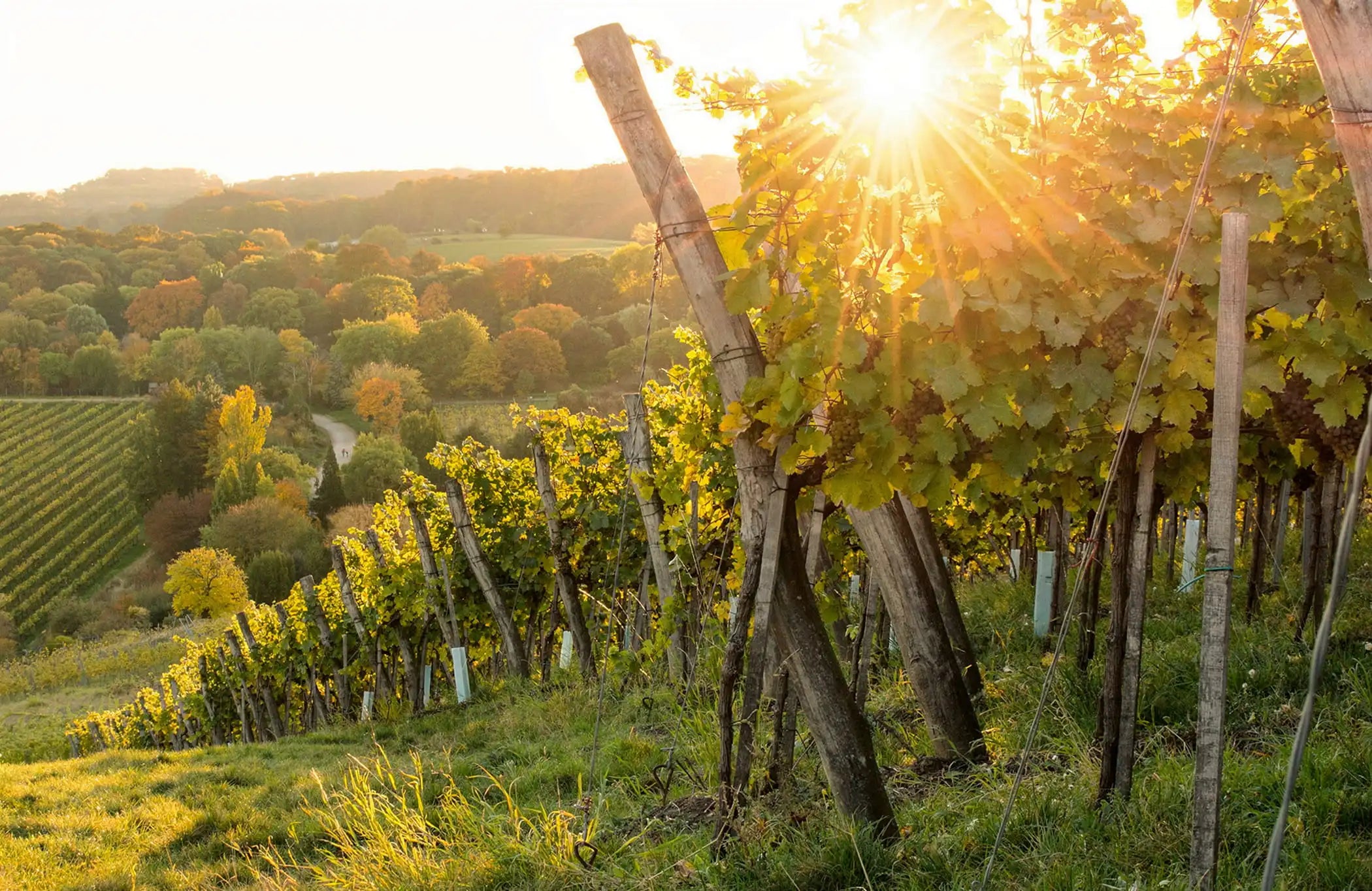 Michel & Stéphane Ogier