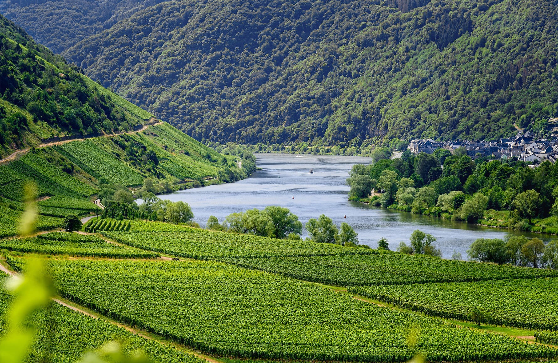 the story of Domaine Alphonse Mellot