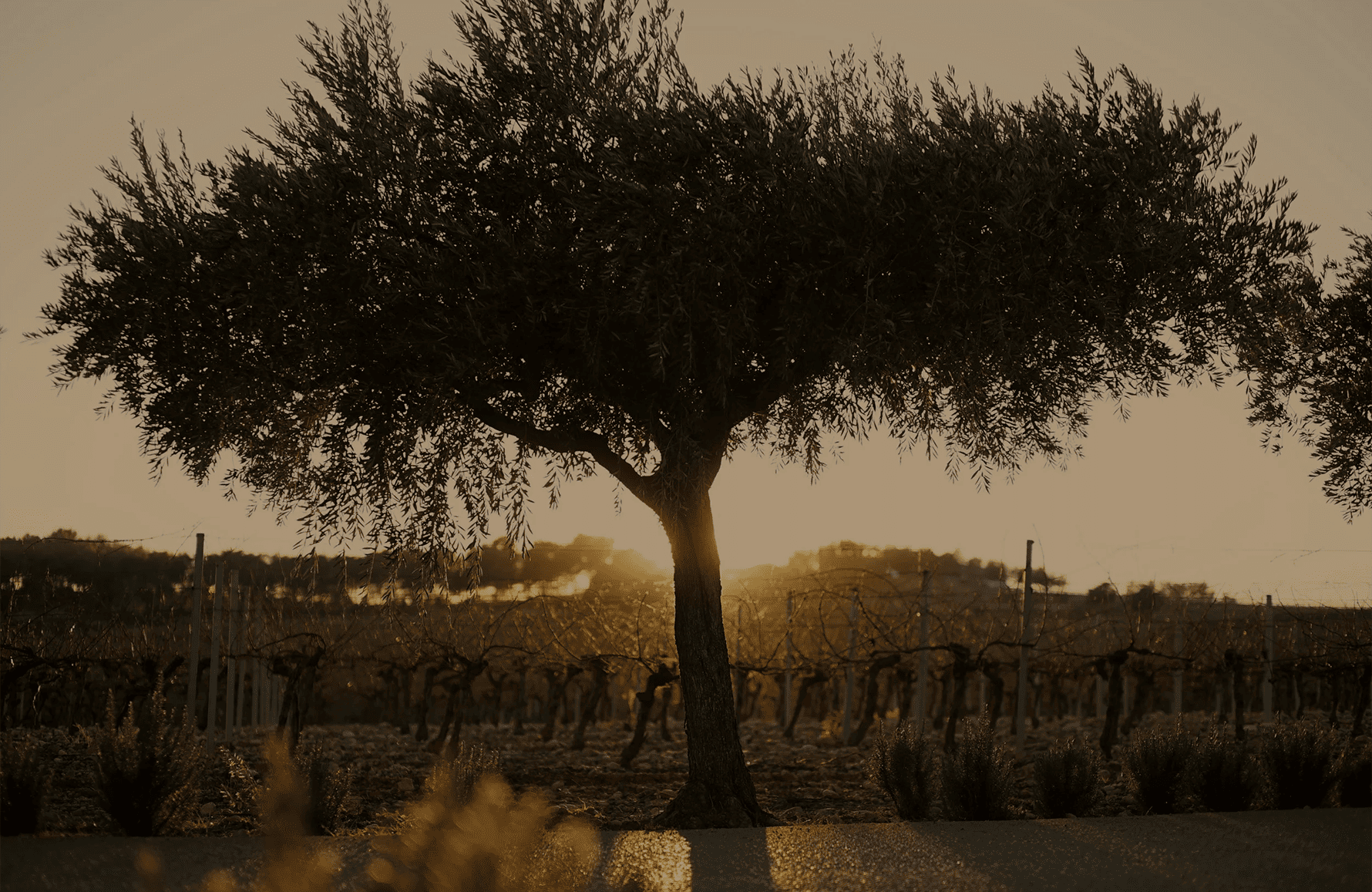 l’histoire du Château Puech-Haut