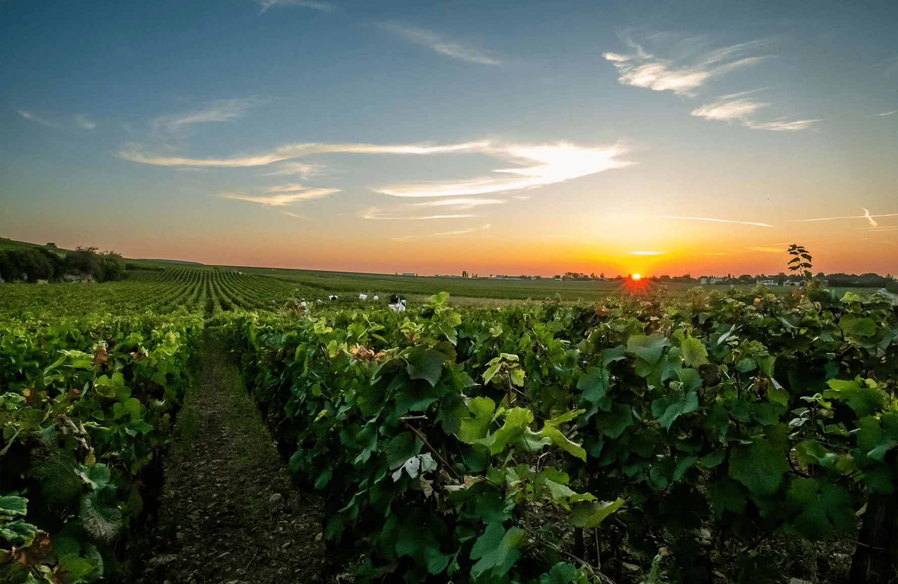 the story of Domaine Arnoux Père et Fils