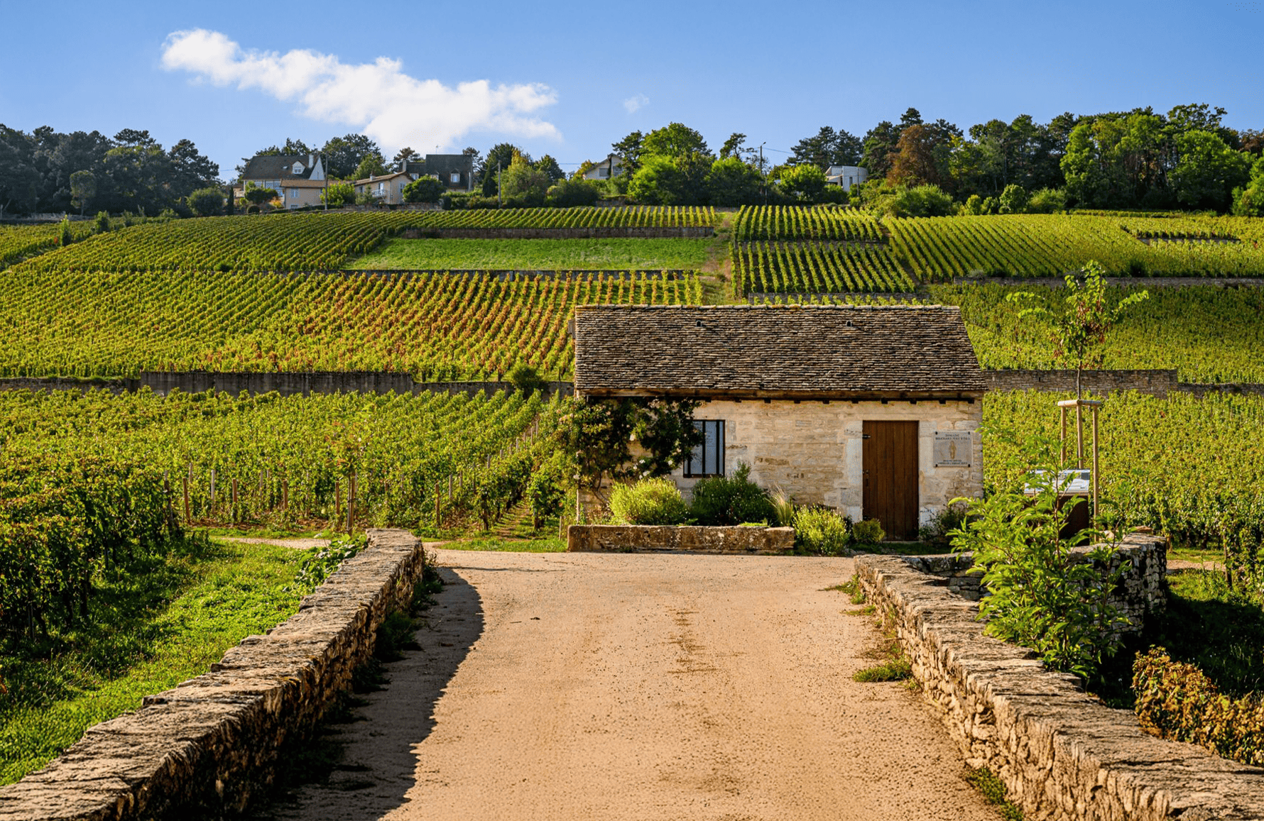 the story of Domaine Bouchard Père et Fils