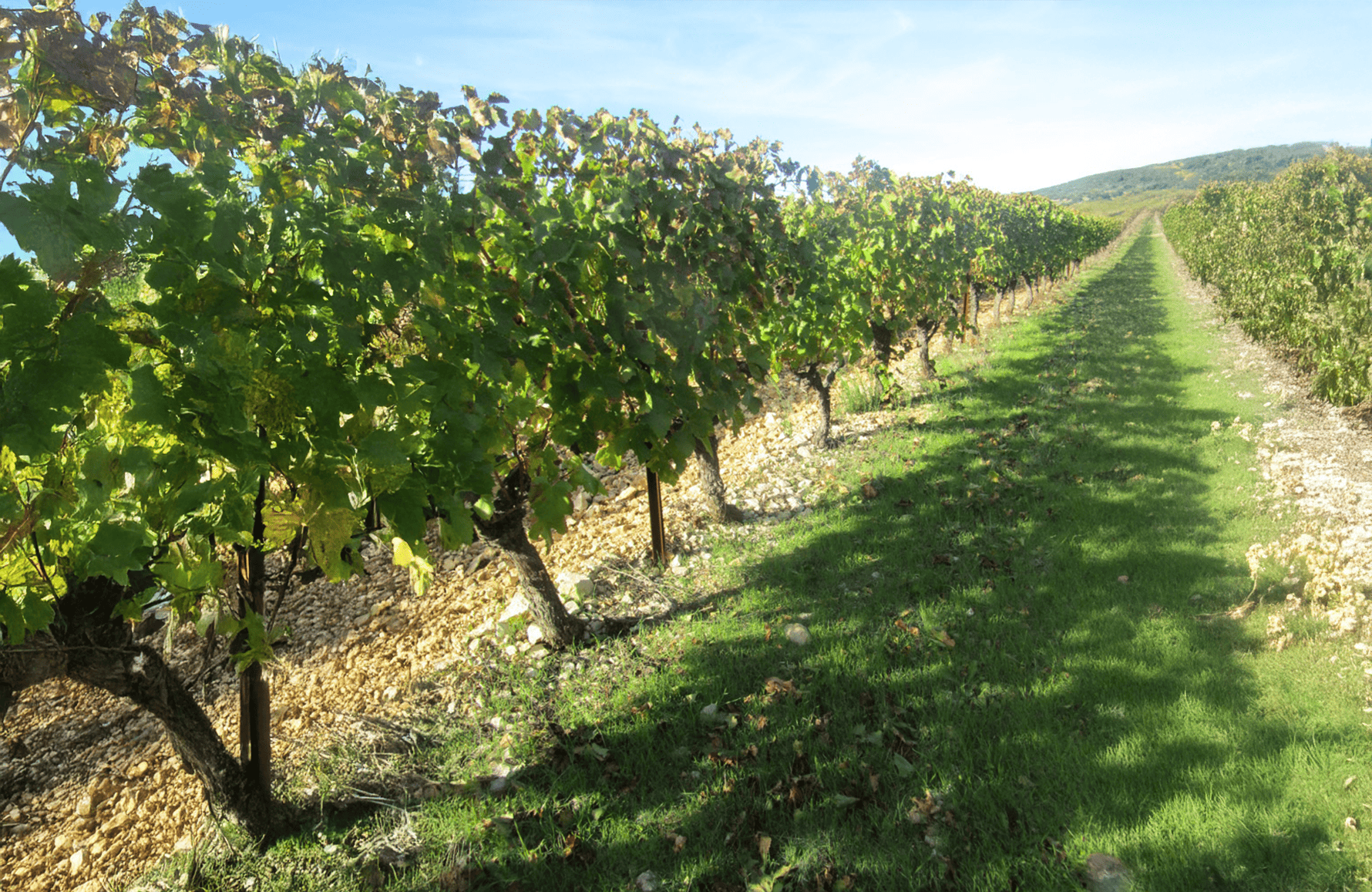 the story of Montcalmès Estate