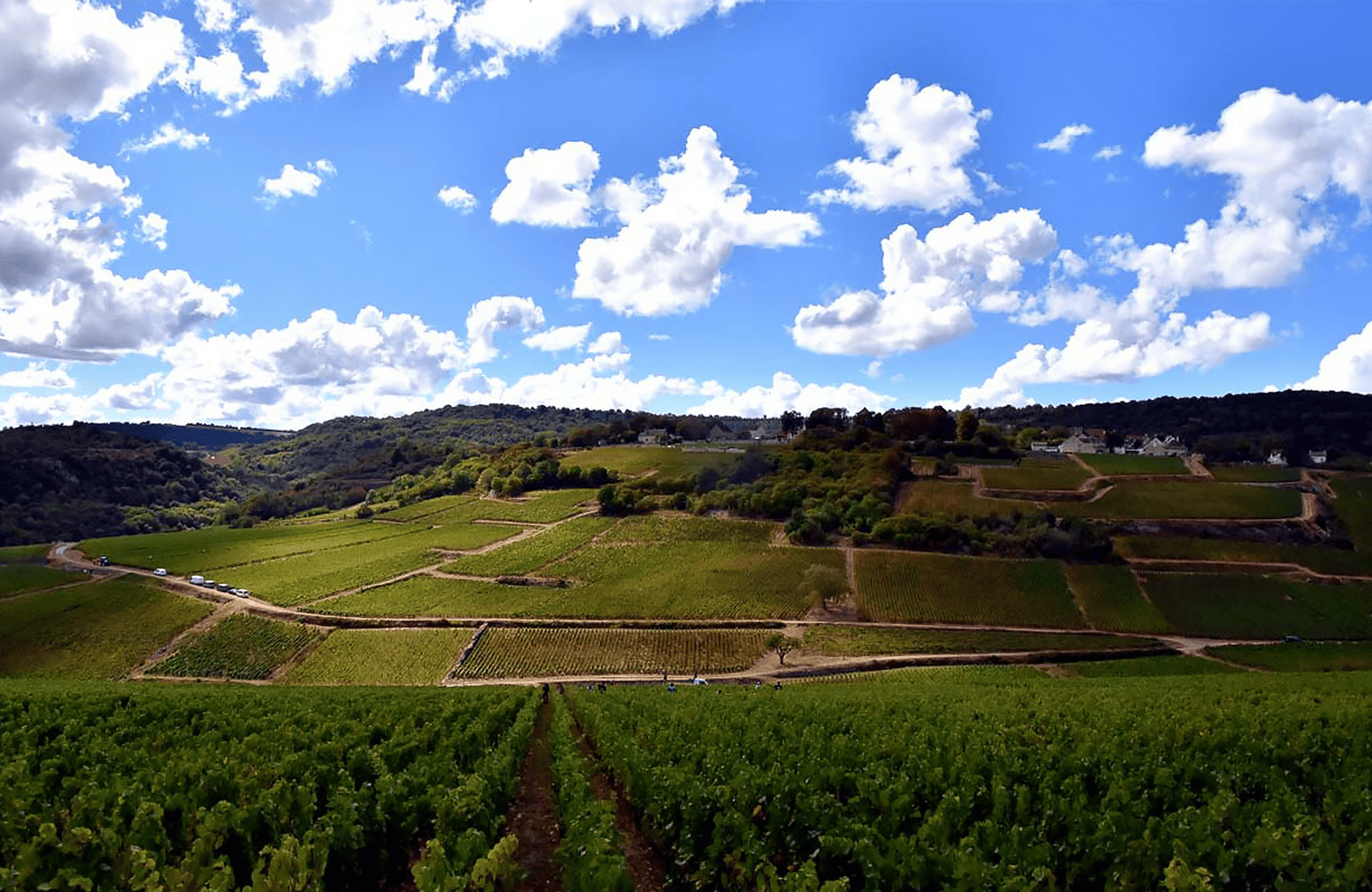 the story of Domaine Henri & Gilles Buisson