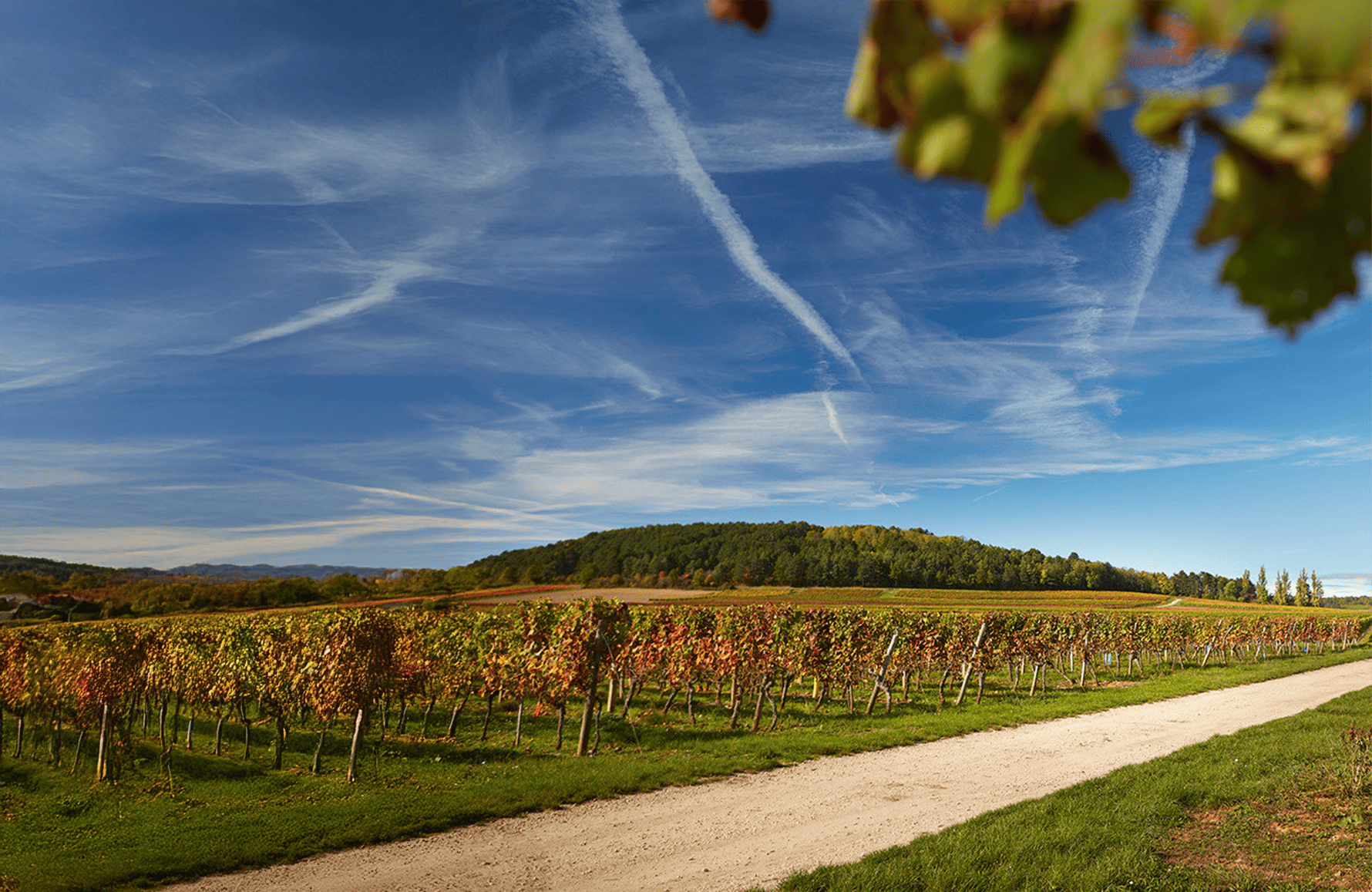 l’histoire du Domaine Hoffmann-Jayer