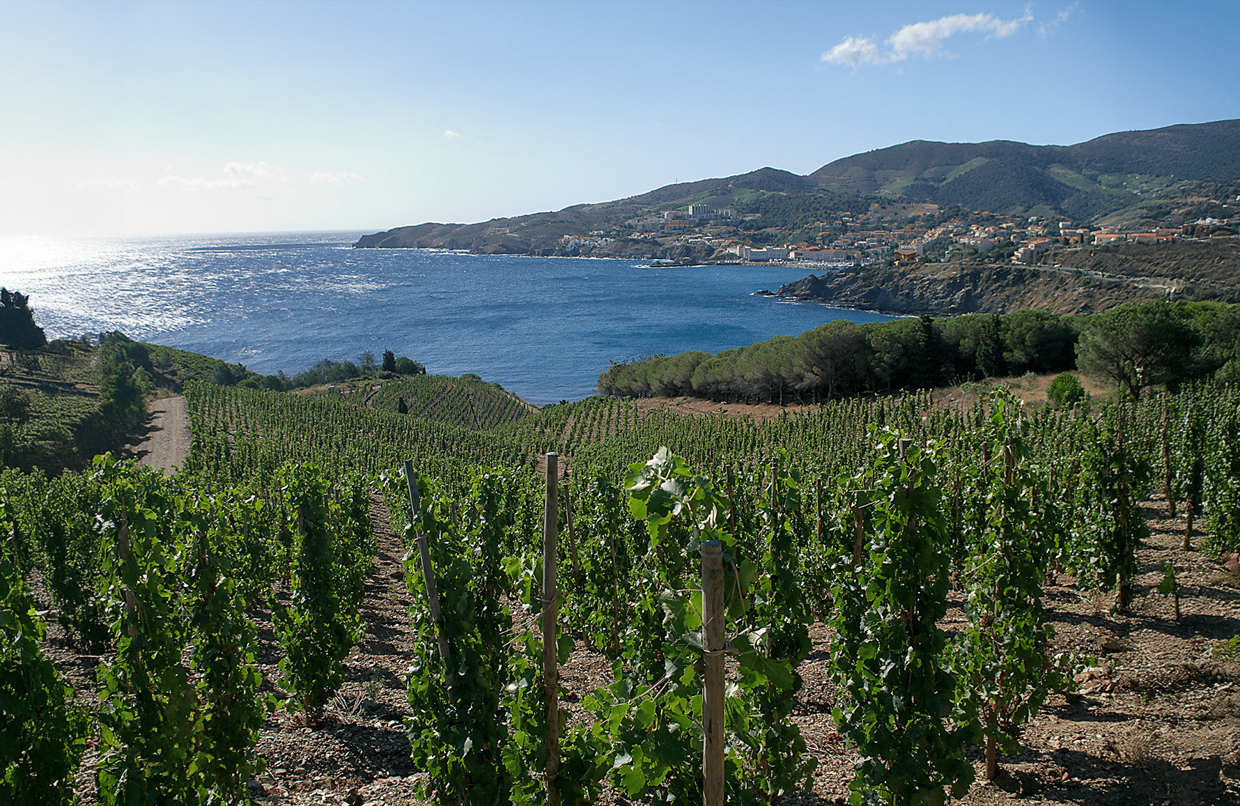 the story of Domaine Madeloc