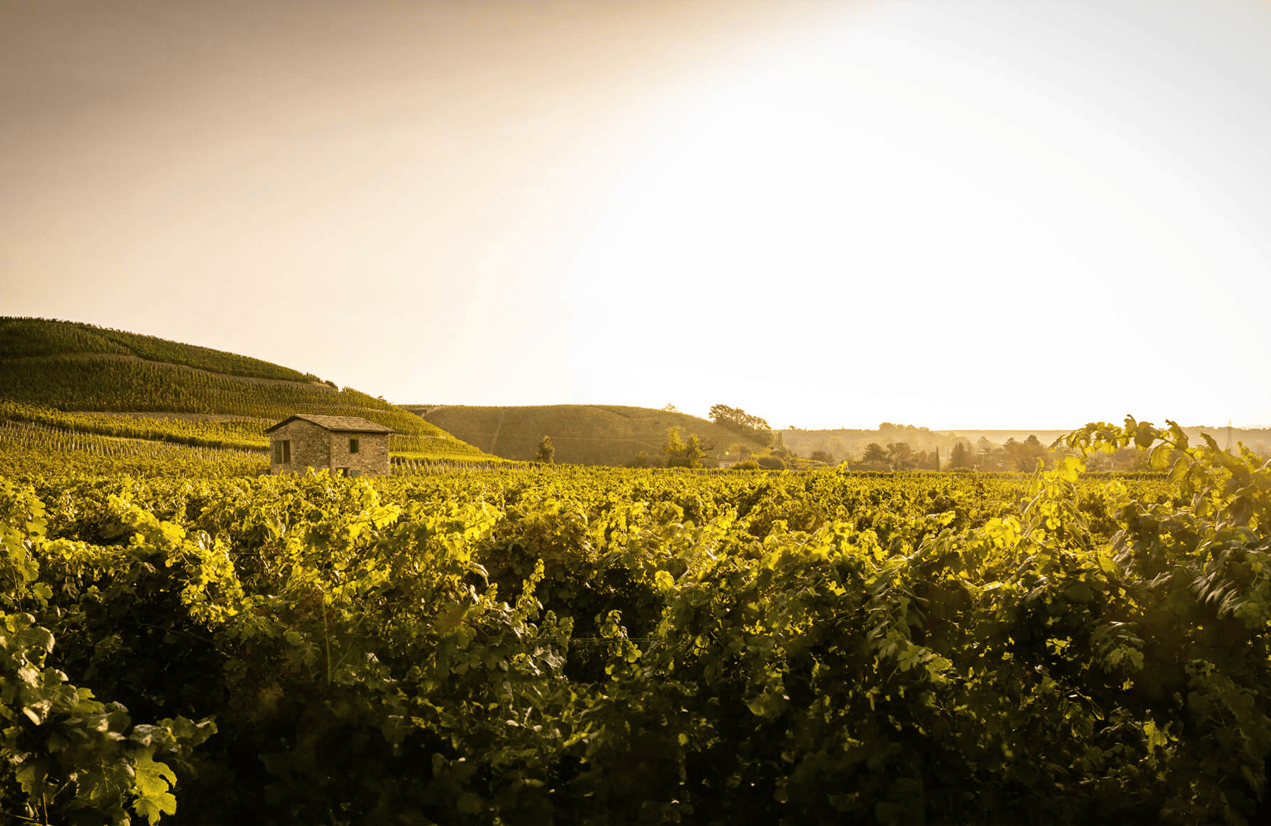 the story of Paul Jaboulet Aîné Estates