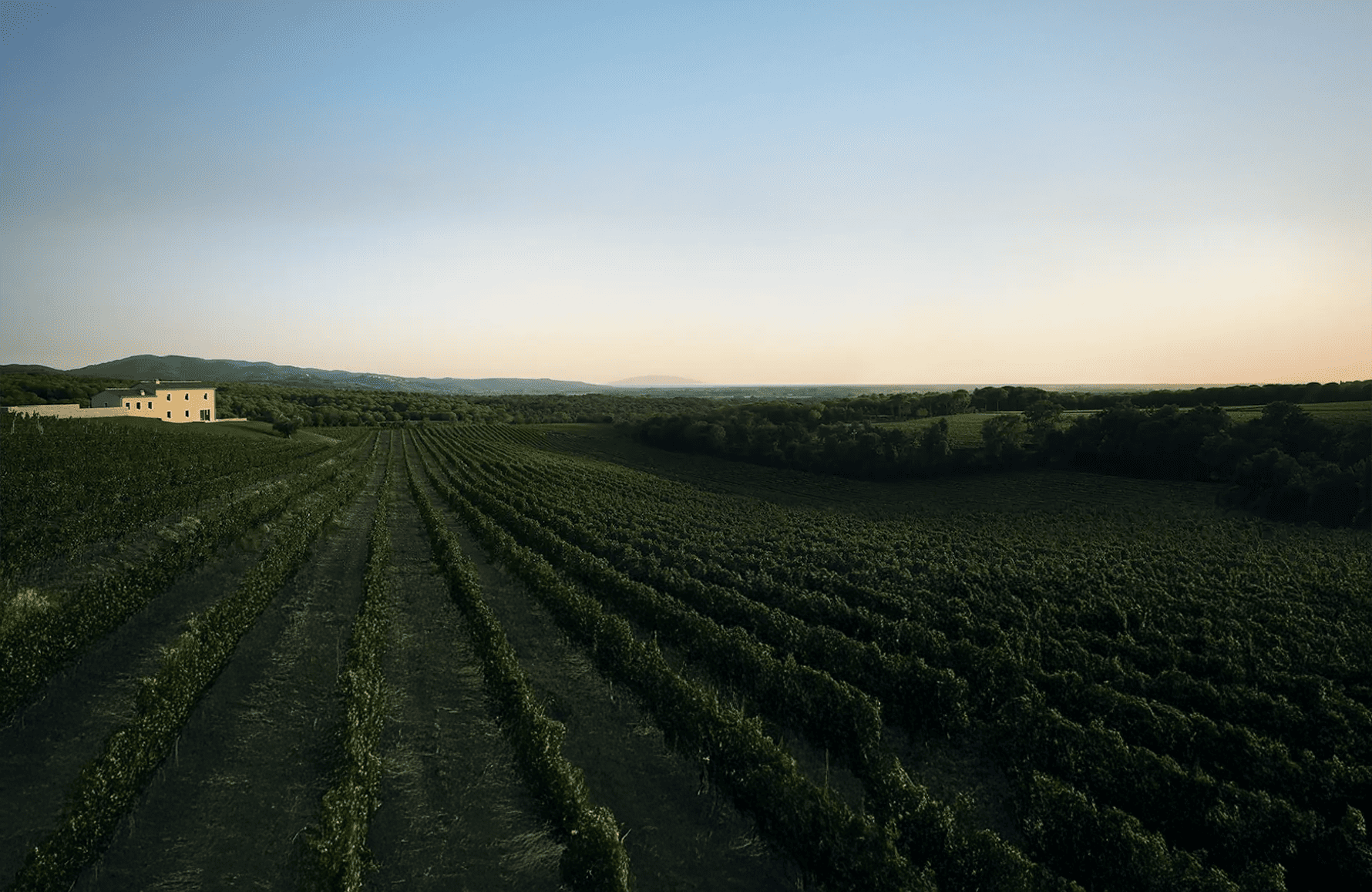 l’histoire du Masseto - Italie