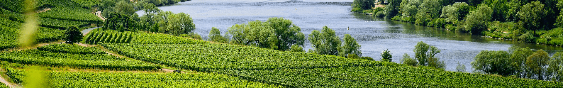 Domaine Albert de Conti
