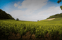 Domaine Theulot Juillot