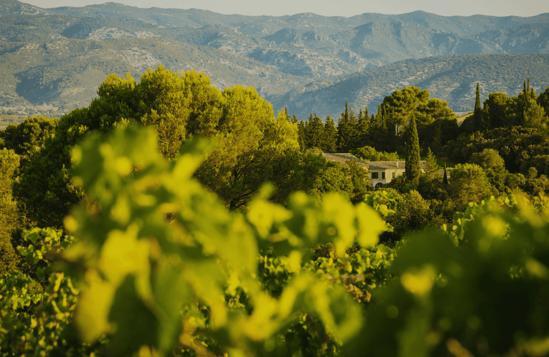 Mas de Daumas Gassac