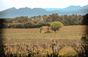 Vignobles Brunier
