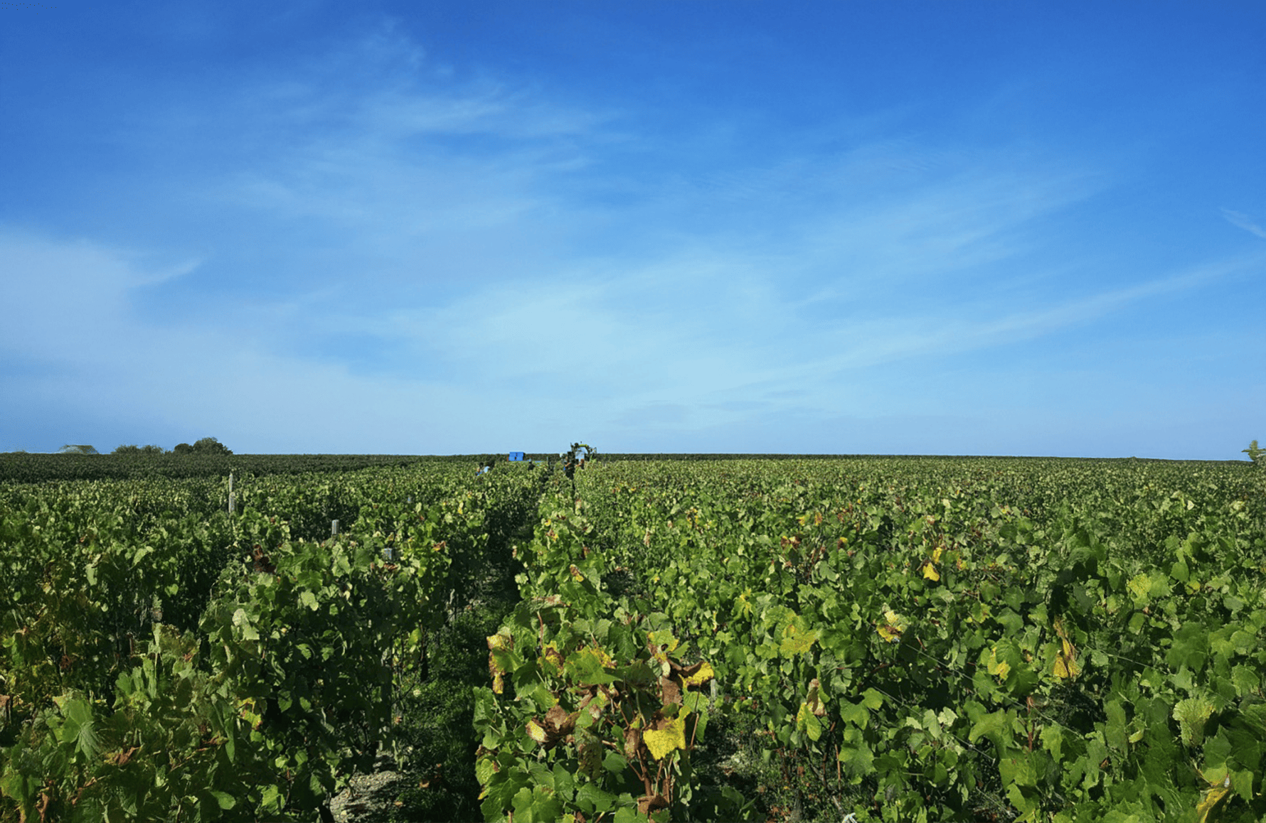 l’histoire du Château Boyd-Cantenac