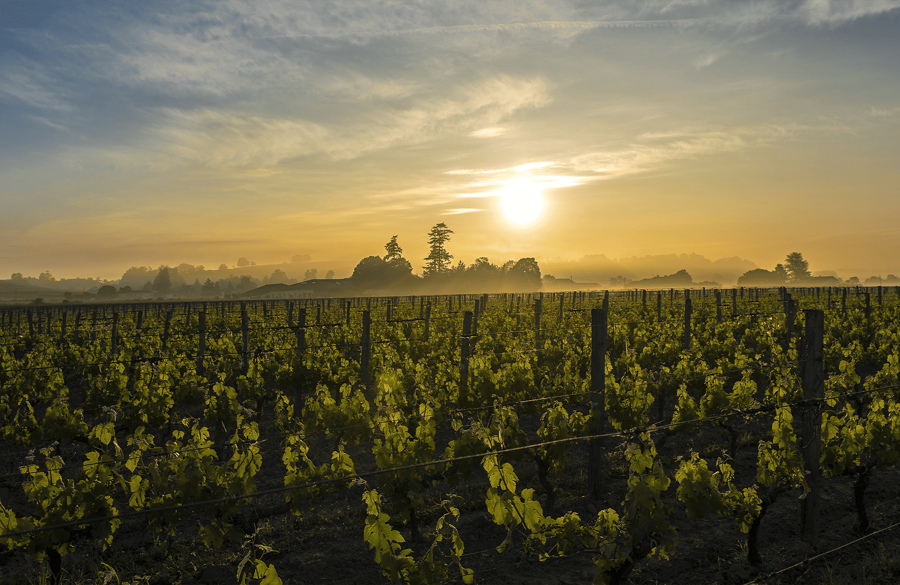 l’histoire du Château Canon La Gaffelière