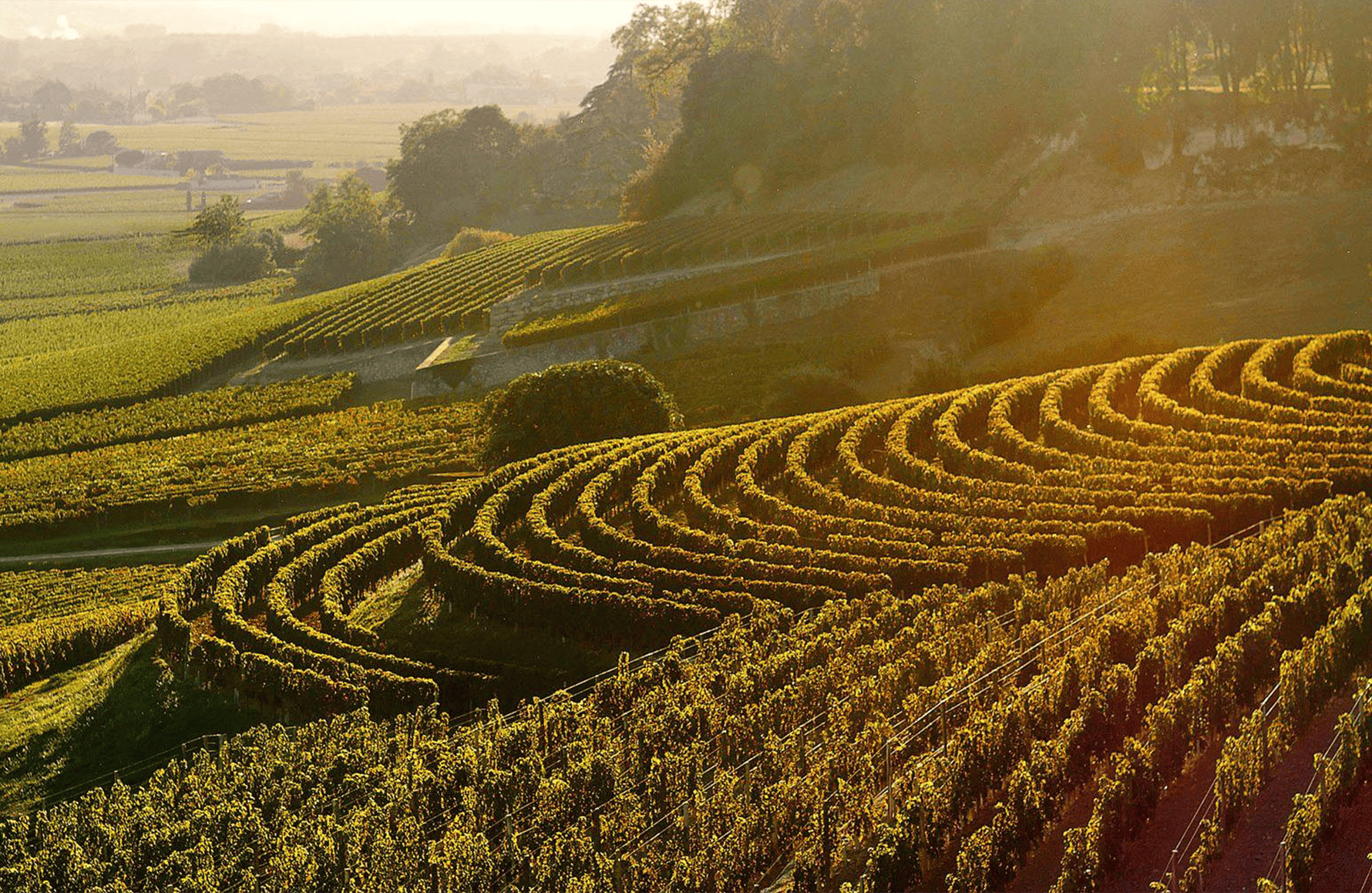 the story of Château La Fleur-Pétrus