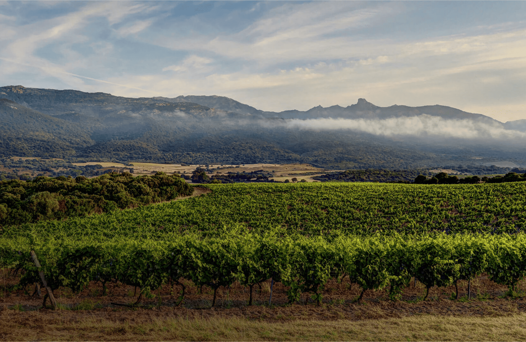 l’histoire du Clos Canarelli