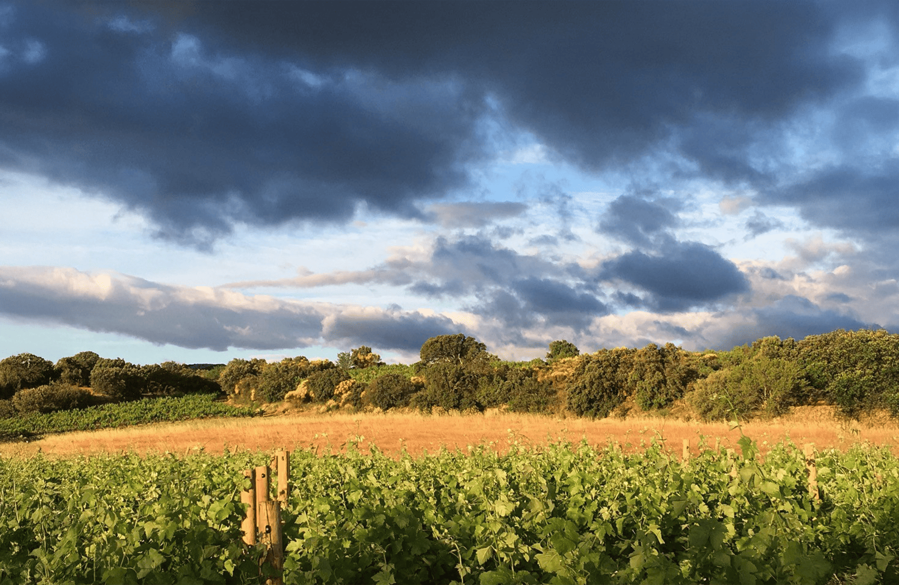 the story of Clos des Fées Estate