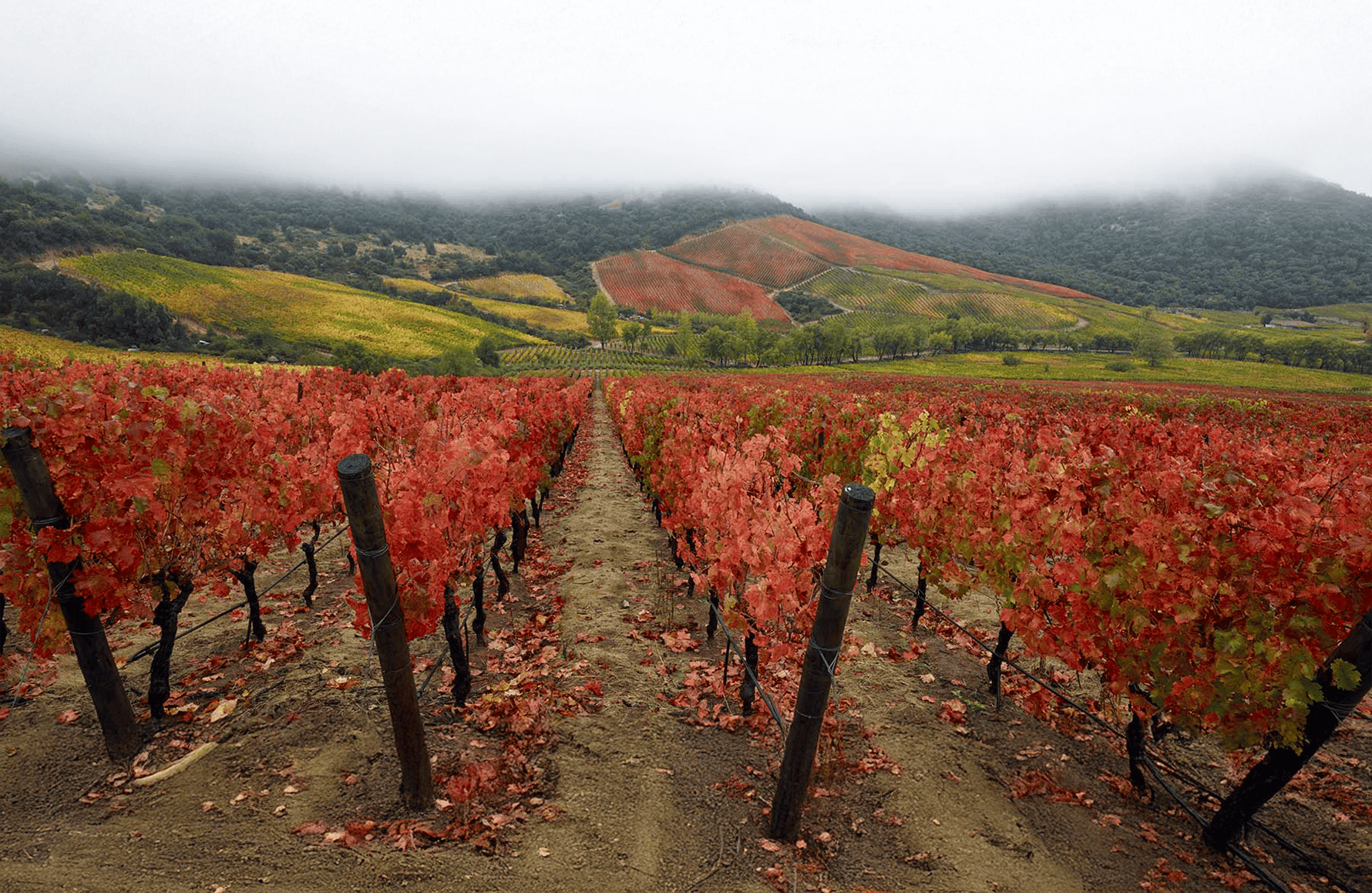 l’histoire du Lapostolle - Chili