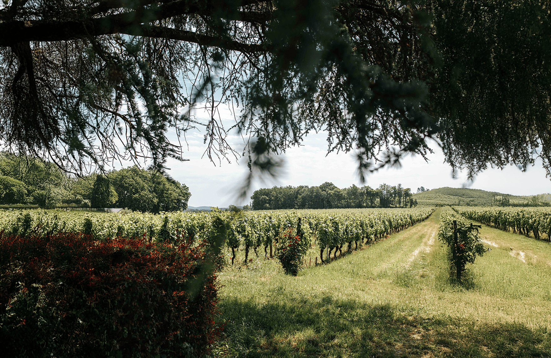 l’histoire du Clos Triguedina
