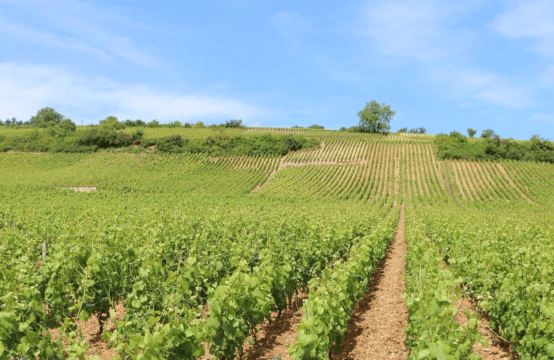 the story of AF Gros Estate