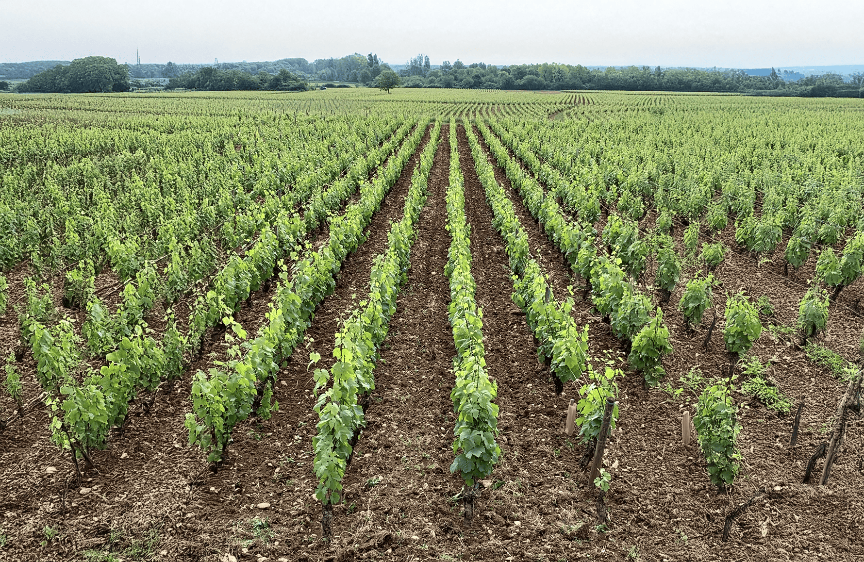 l’histoire du Alain Gras