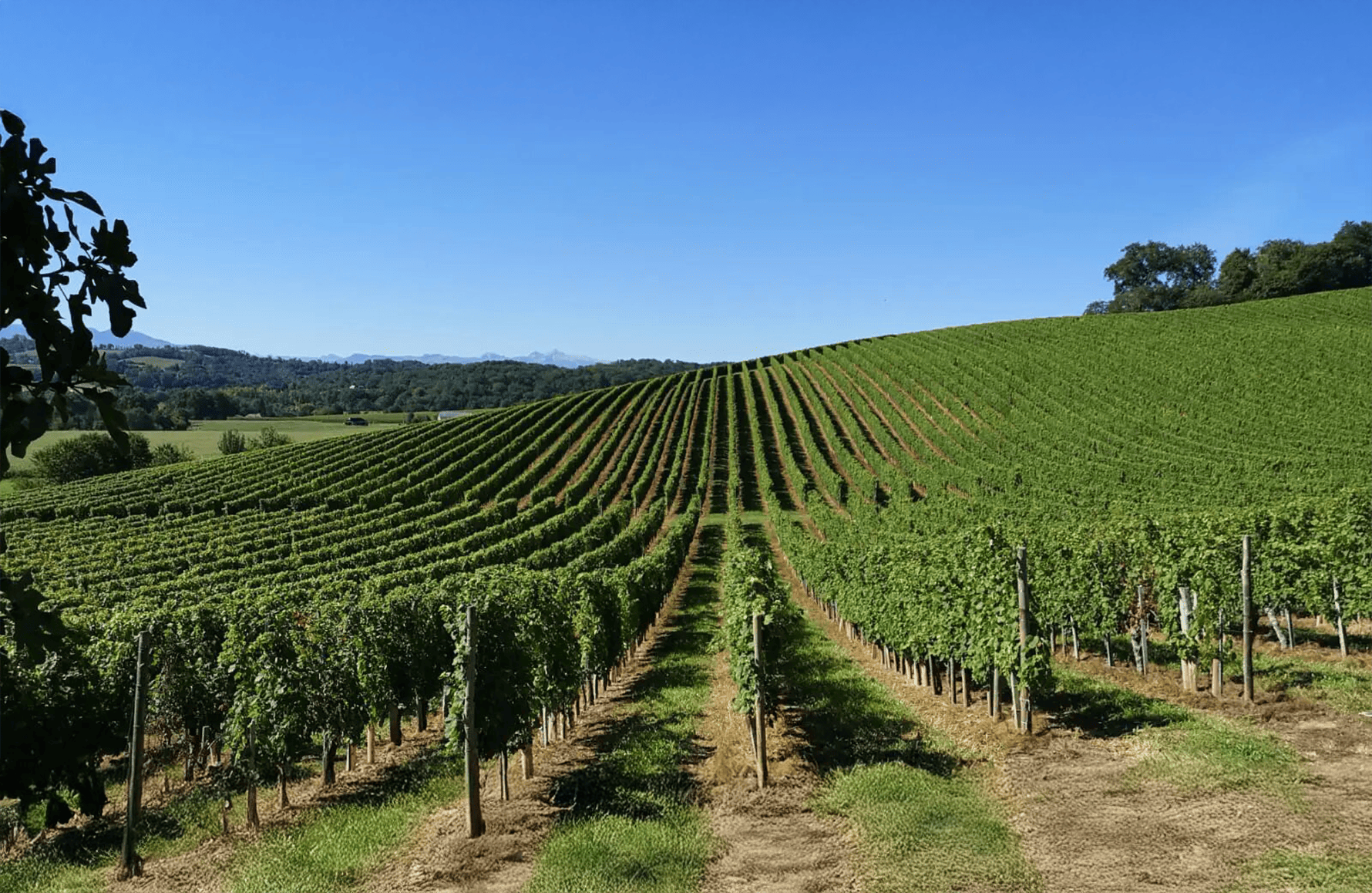 l’histoire du Domaine Cauhapé