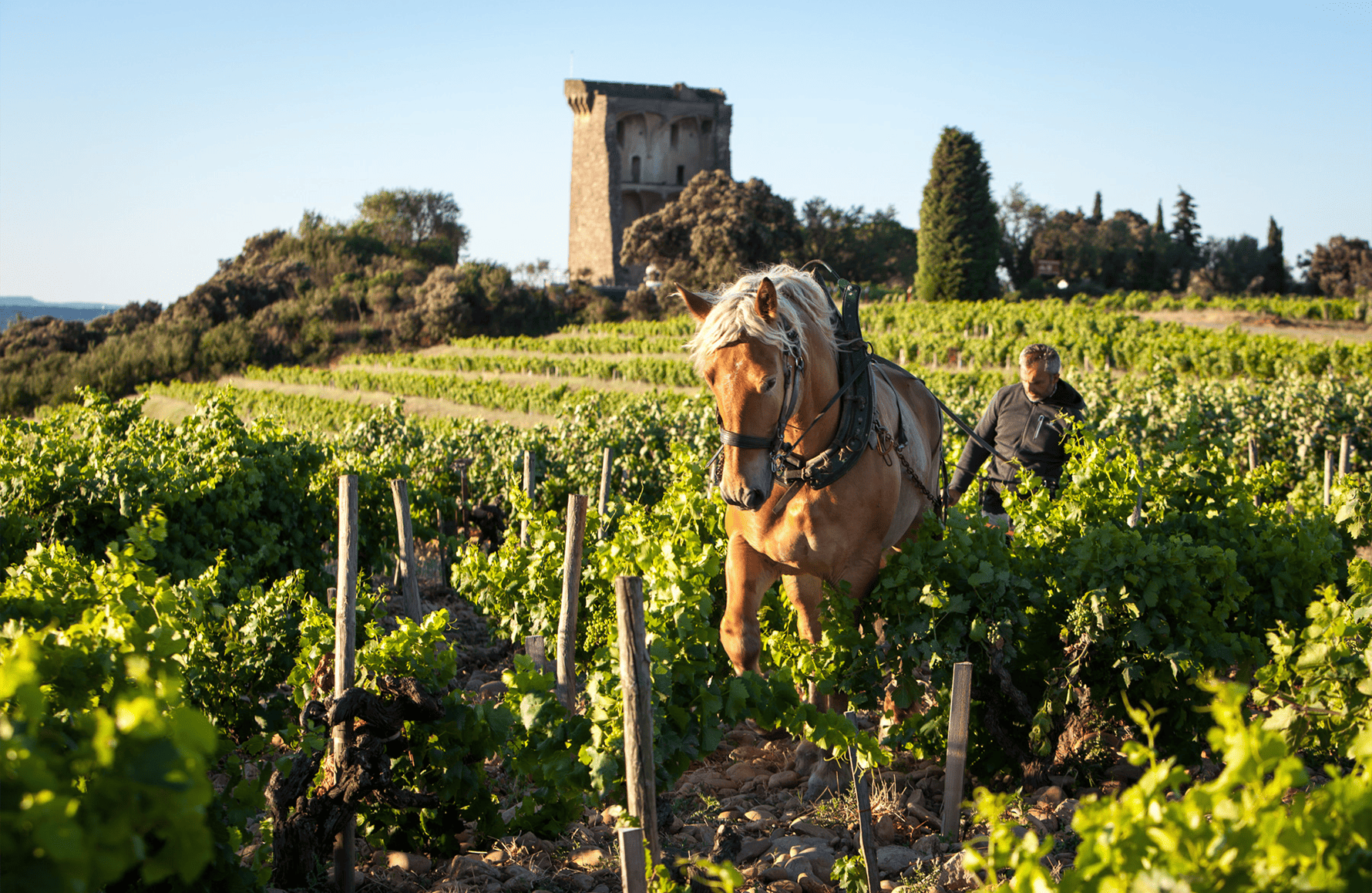 the story of Beaurenard Estate