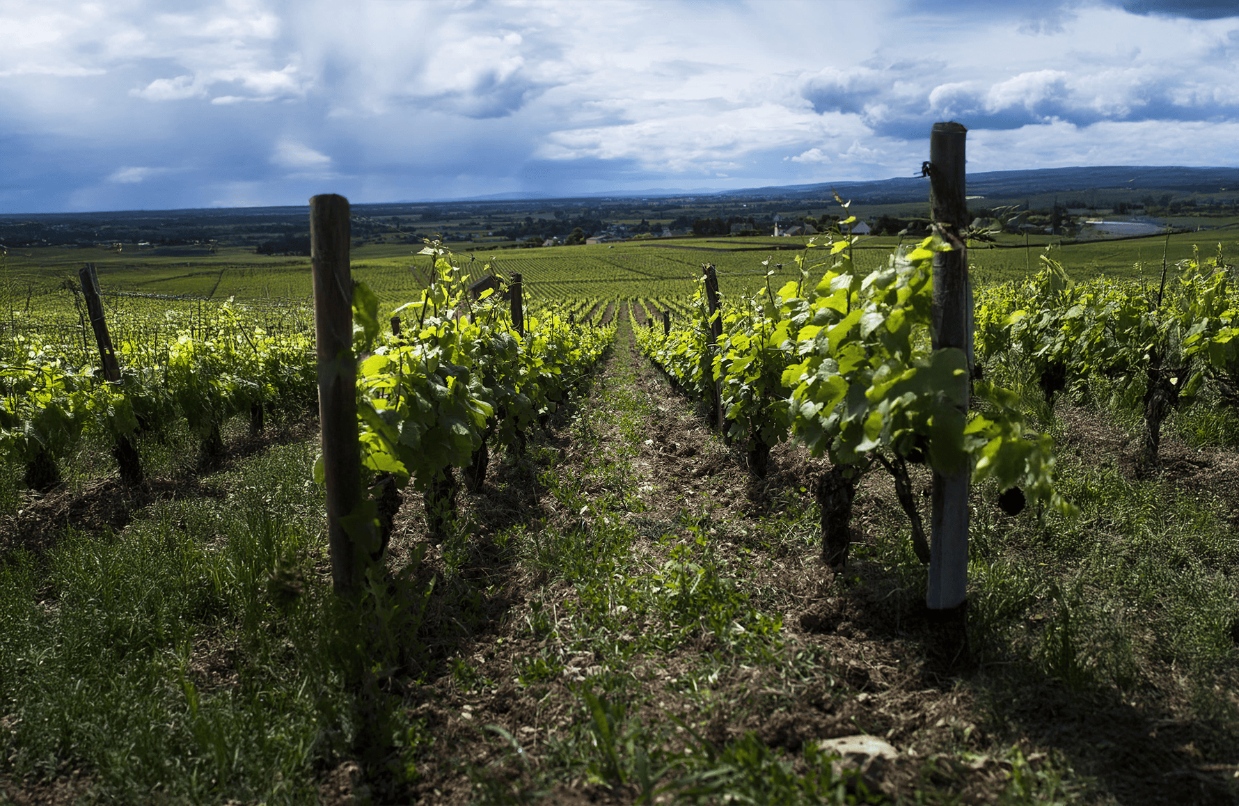 the story of Eric de Suremain Estate