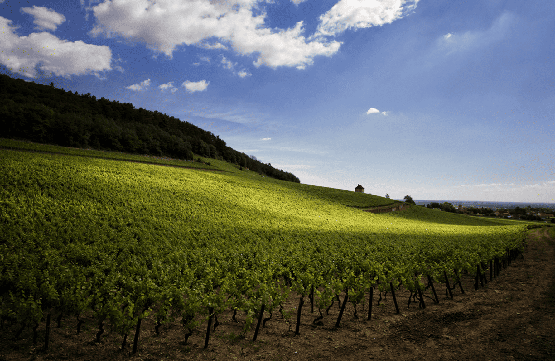 the story of Domaine Denis Mortet
