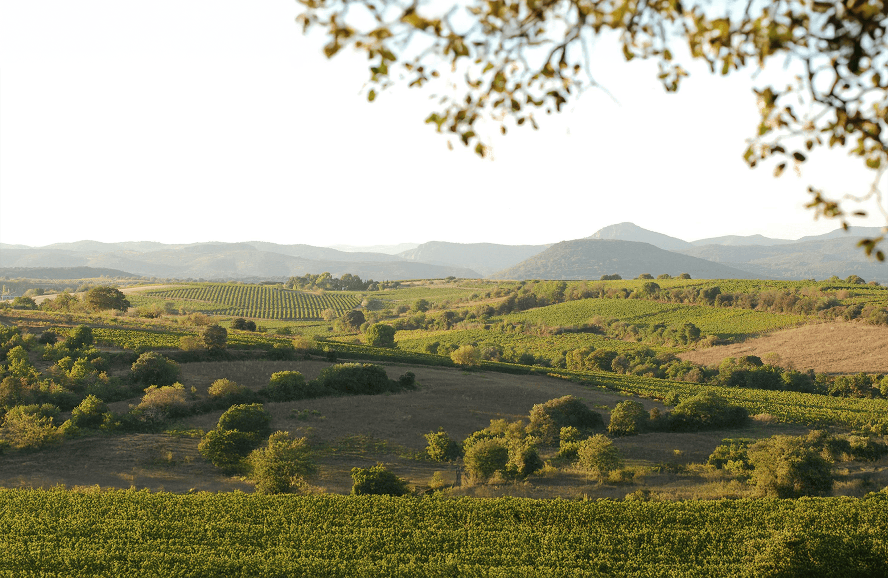 l’histoire du Domaine des Aurelles