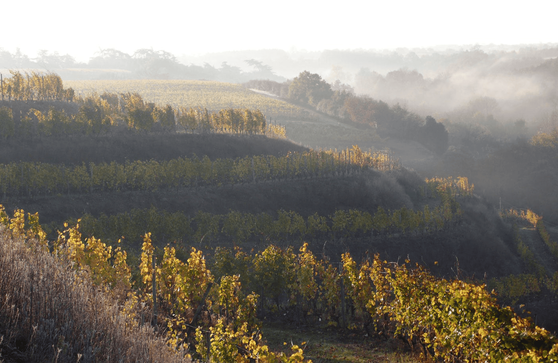 the story of Baumard Estate