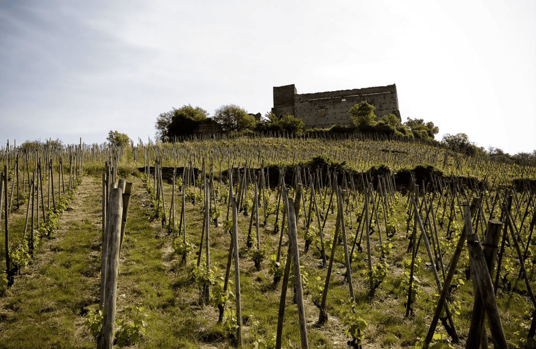 l’histoire du Domaine des Vins de Vienne