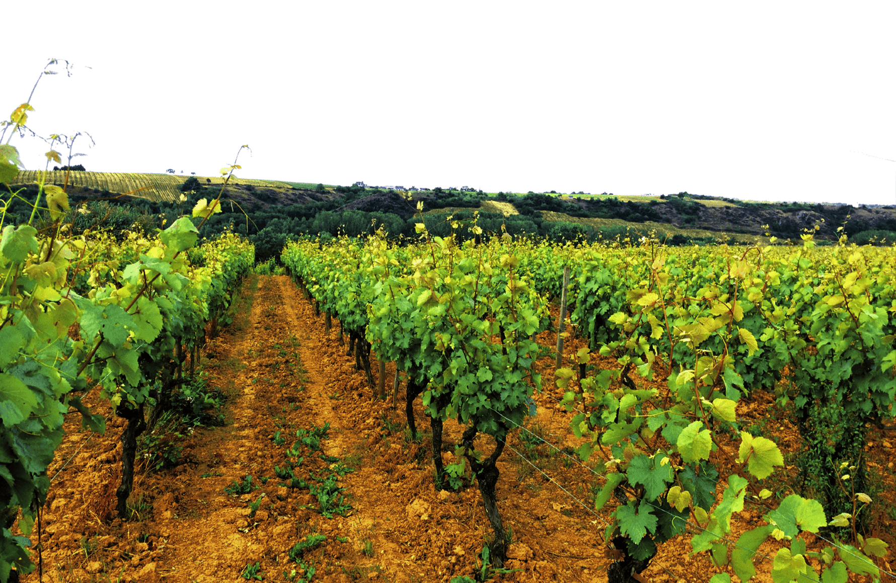 the story of Domaine du Fief Noir