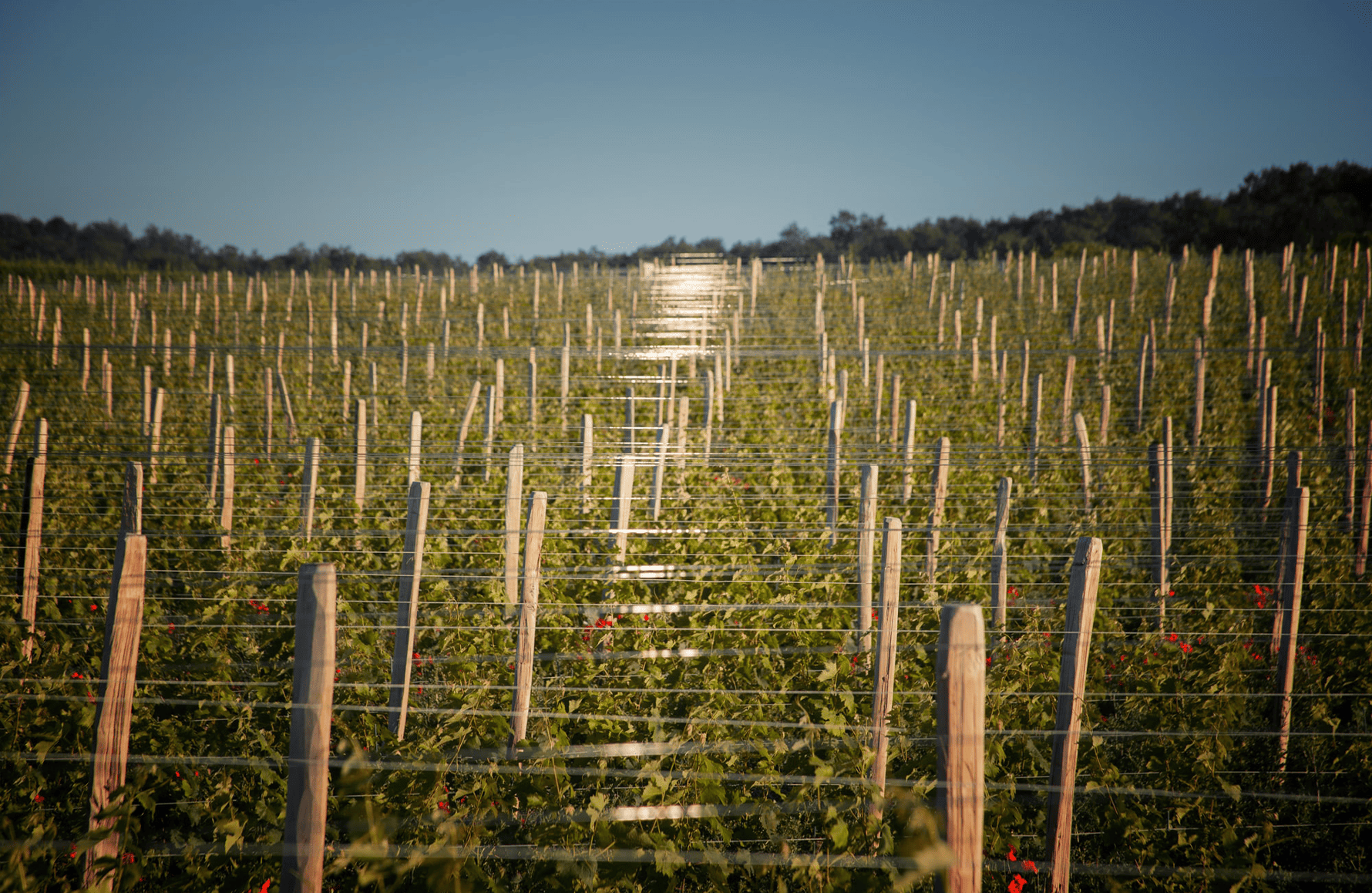 the story of Grosbois Estate