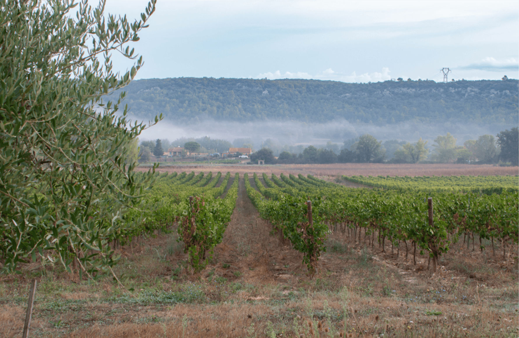 the story of Domaine de la Mongestine