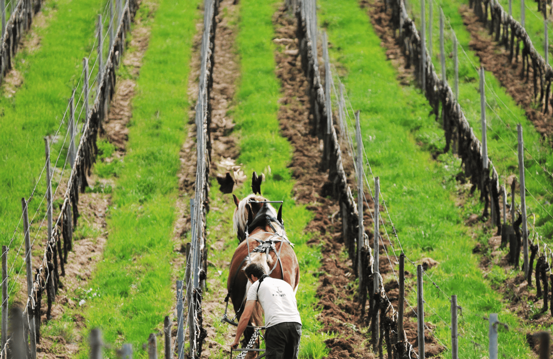 l’histoire du Domaine Marc Kreydenweiss