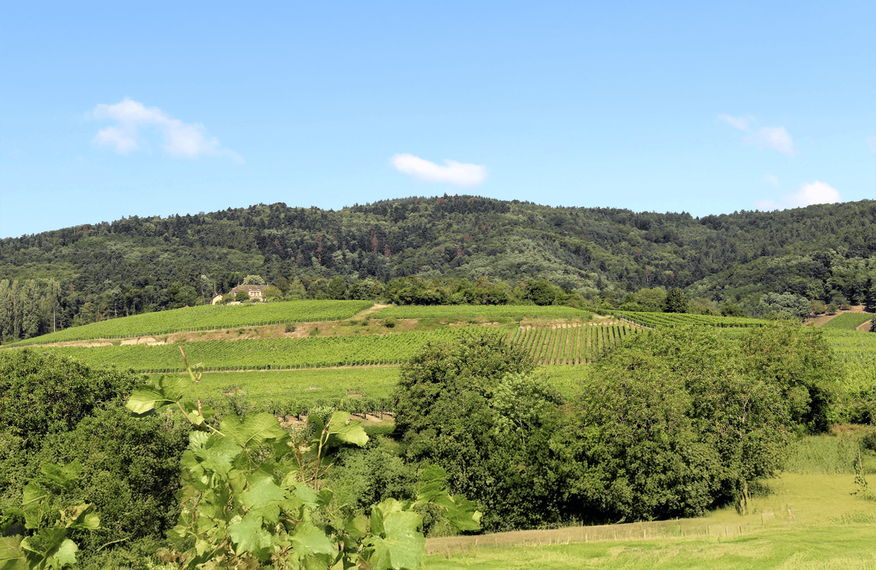 the story of Zind-Humbrecht Estate