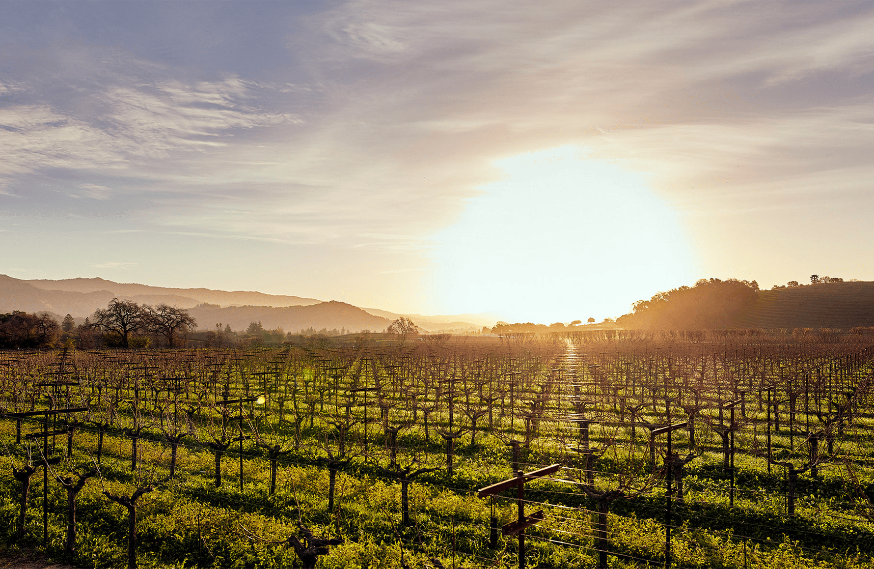 the story of Dominus Estate - United States