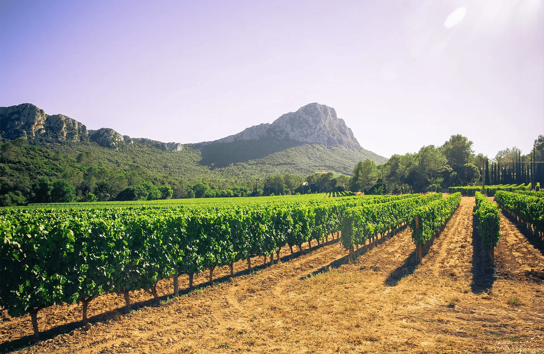 l’histoire du Mas Bruguière